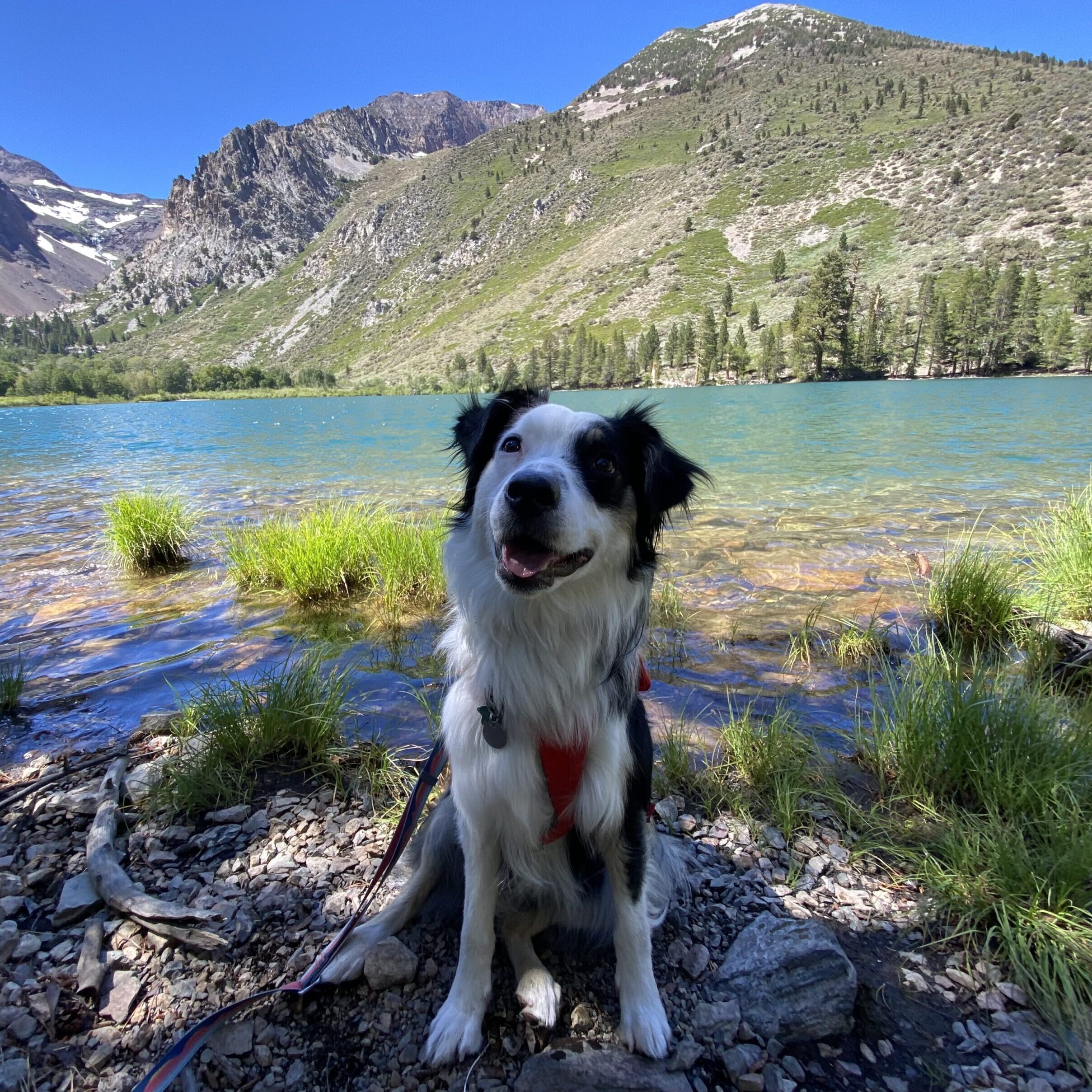 Dog sitting in front of a lake in the mountains